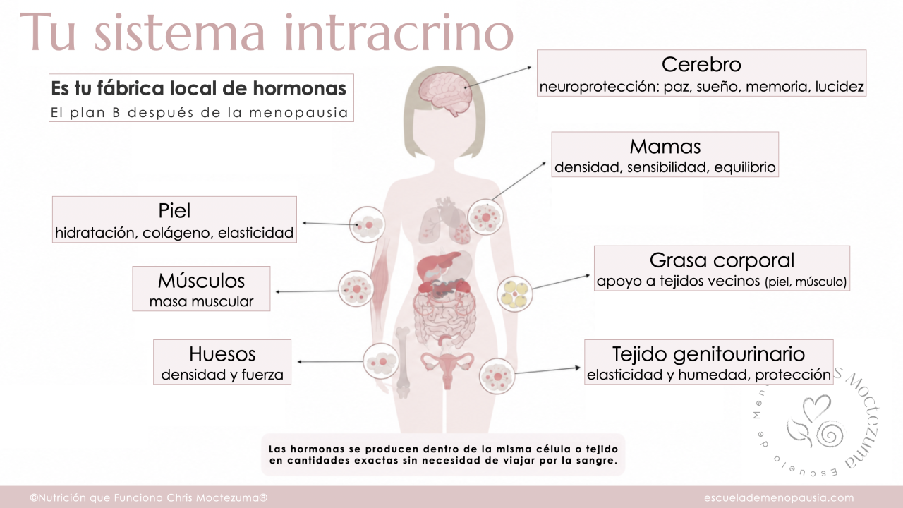 Sistema Intracrino en menopausia